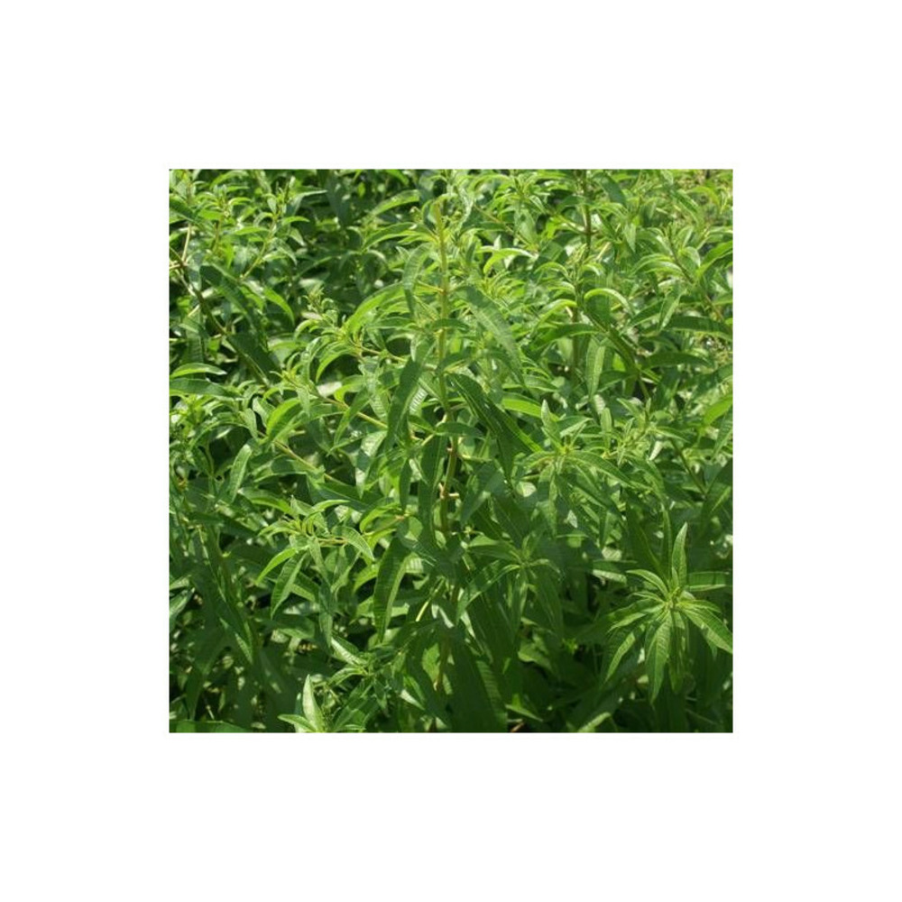 Verveine citronnelle lot de 9 godets