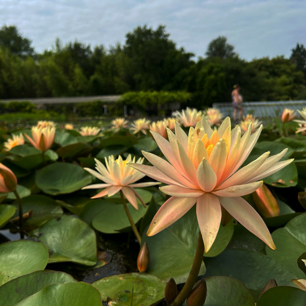 Nymphaea 'barbara davies' - nénuphar mature en racines nues