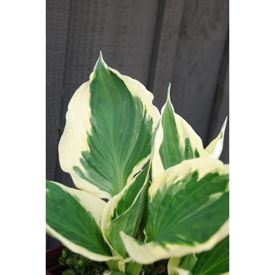 Hosta 'patriot' - en pot de 3 litres
