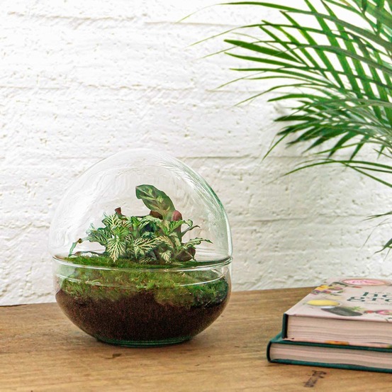 Kit terrarium diy - dome calathea/fittonia verte - sans outil