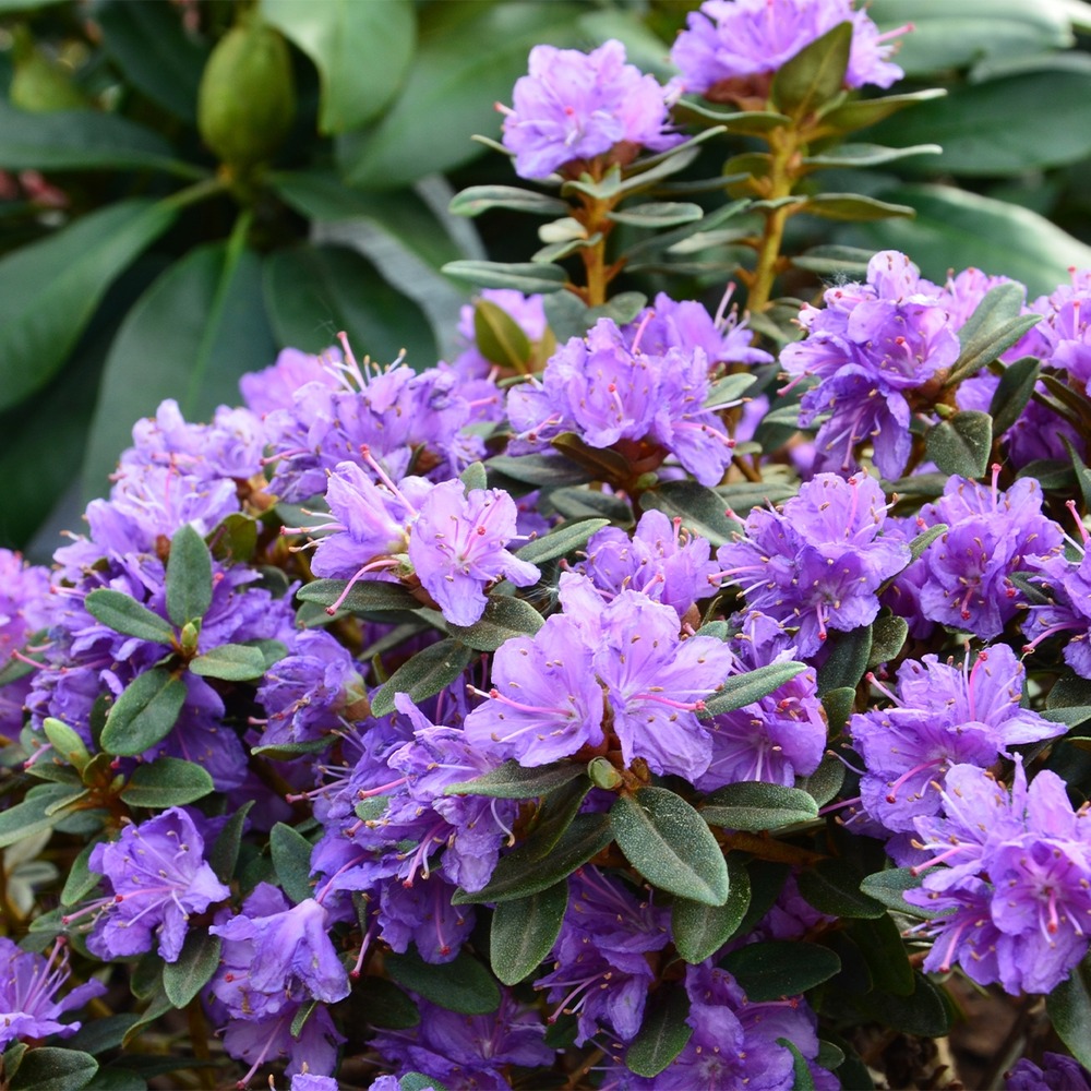 Rhododendron 'gristede' pot de 2l/3l