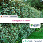 50 x  eleagnus ebbingei  en pot de 7,5 l