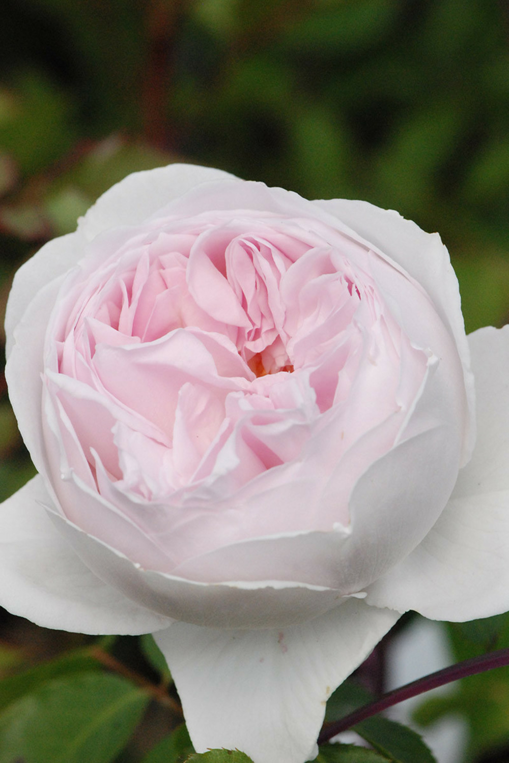 Rosier parfuma 'la belle rouet' ? - en pot de 4 litres
