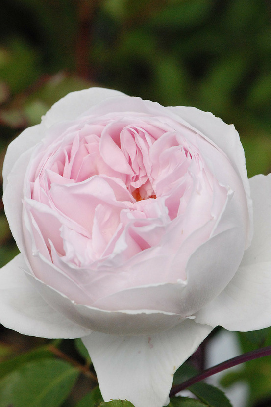 Rosier parfuma 'la belle rouet' ? - en pot de 4 litres