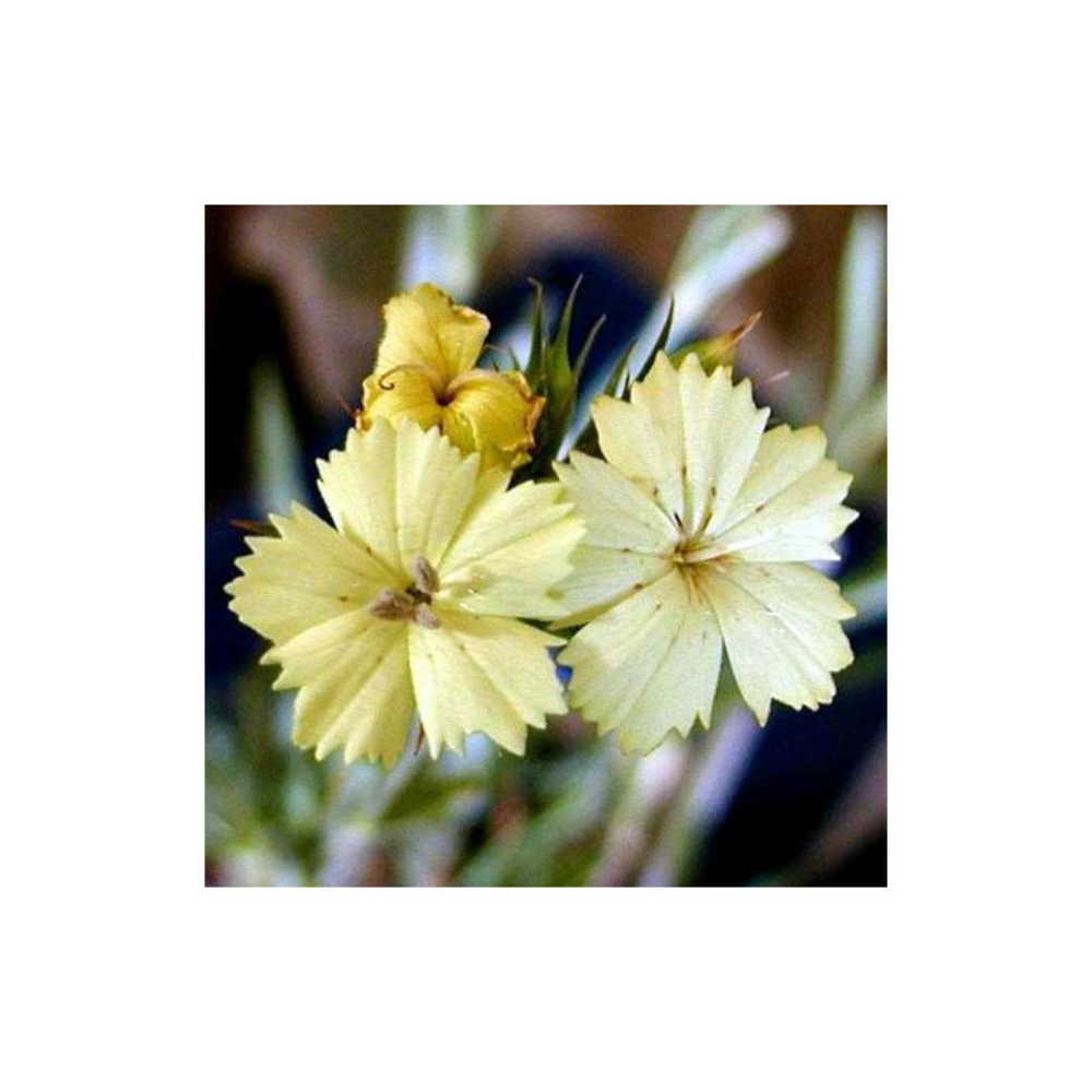 Oeillet de knapp godet - 5/20 cm