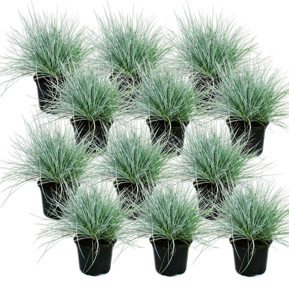 Herbe de fétuque bleue - festuca glauca - set de 12 plantes - pot de 9cm