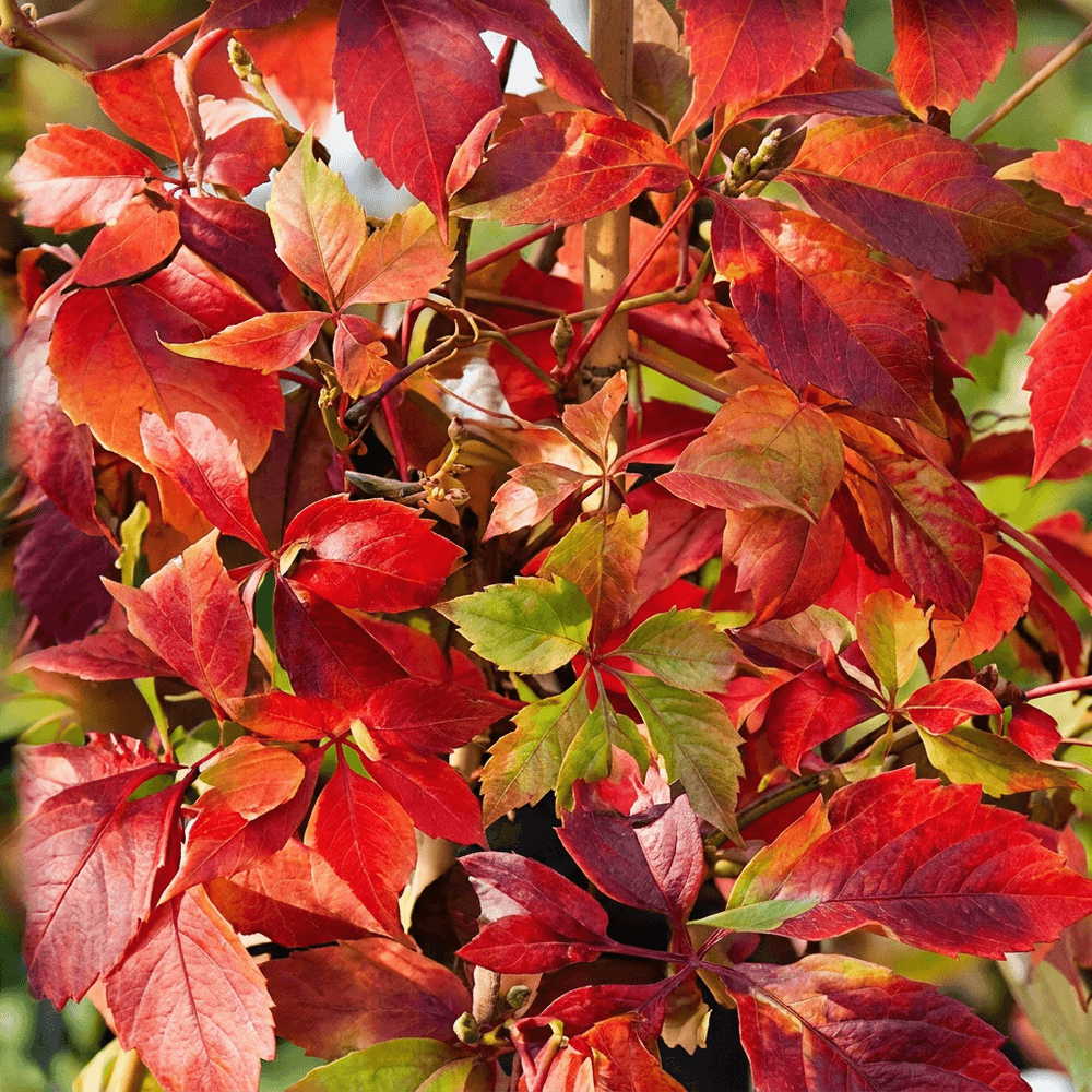 Vigne vierge d'engelmann - grimpante au feuillage flamboyant - plante d'extérieur - lot de 4