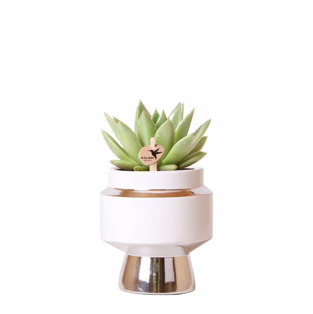 Succulente echeveria miranda le chic argent - pot ø9 cm - frais