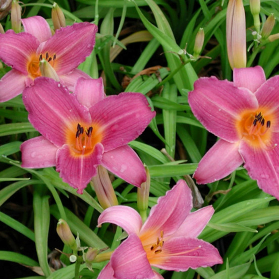 Hémérocalle sugar candy lot de 5 godets