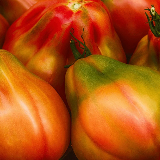 Plant de tomate anacoeur type coeur de boeuf godet - 5/20 cm