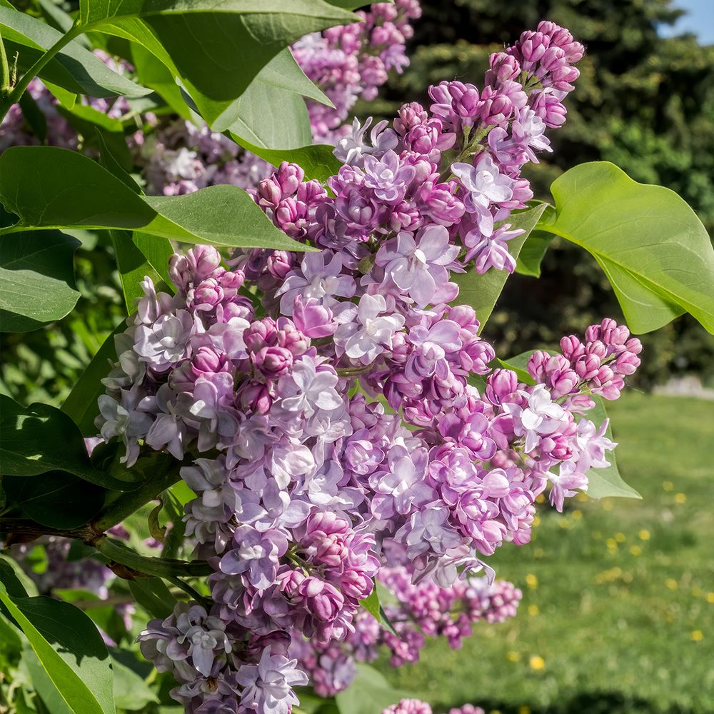 Lilas commun 'kindy rose ' pot de 7,5l/10l