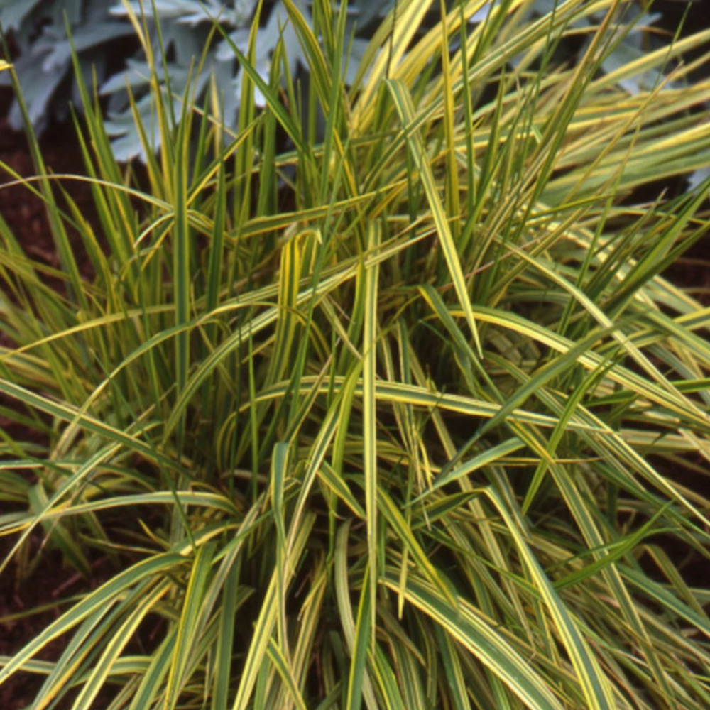 Alopecurus pratensis aureovariegatus godet - 5/20 cm