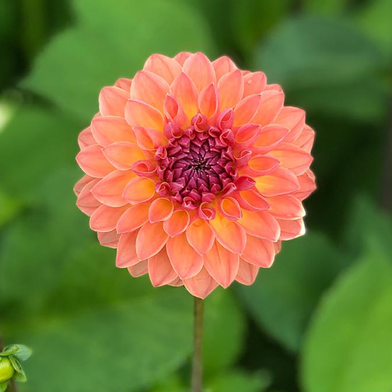 Dahlia semi-cactus 'orange breeze' bulbe calibre i