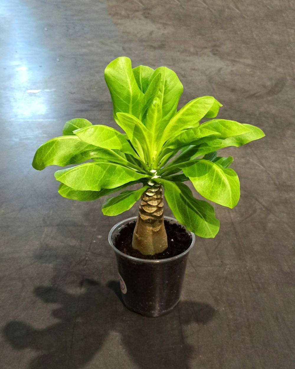 Brighamia insignis - palmier de hawaï d. 12cm h. 30cm - plante d'intérieur