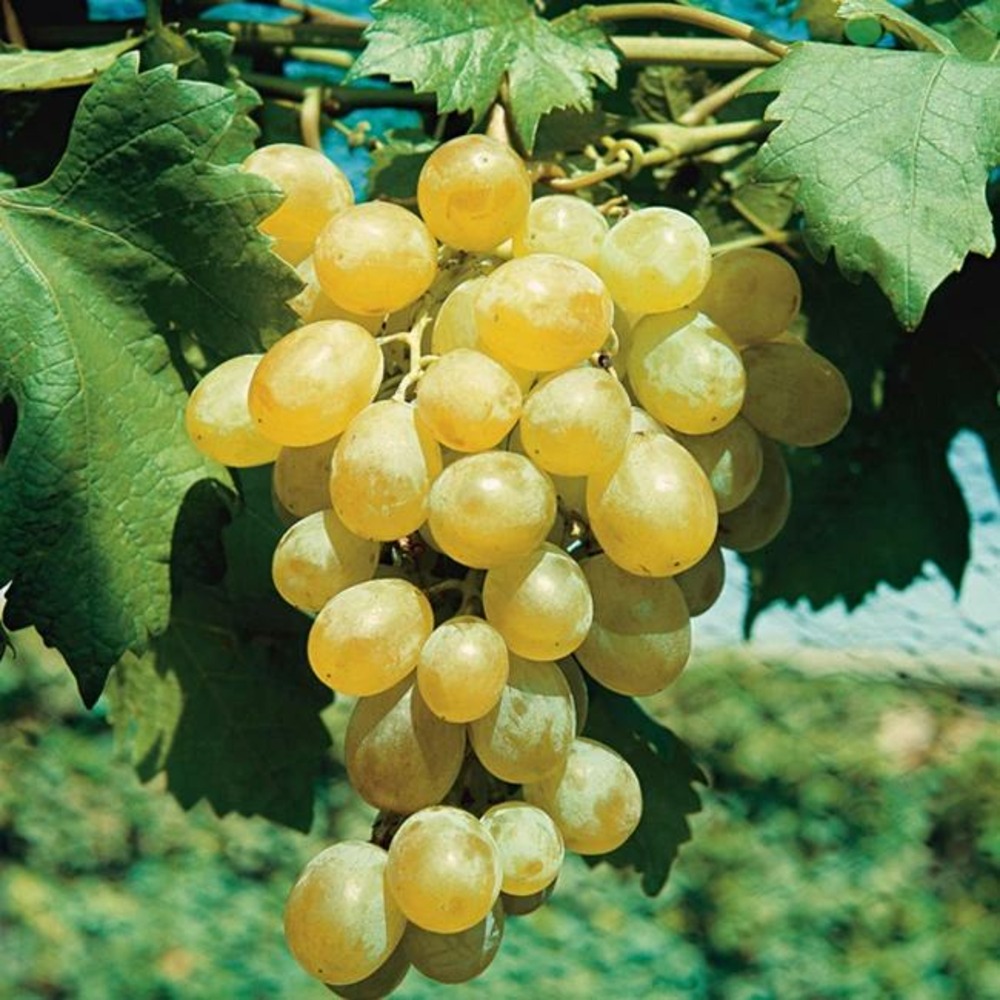 Vigne 'dattier de beyrouth' - vitis vinifera 3l - 60/90cm