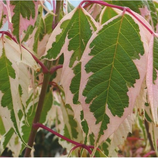 Érable à feuille de frêne - acer 'flamingo' - 40-50 cm pot