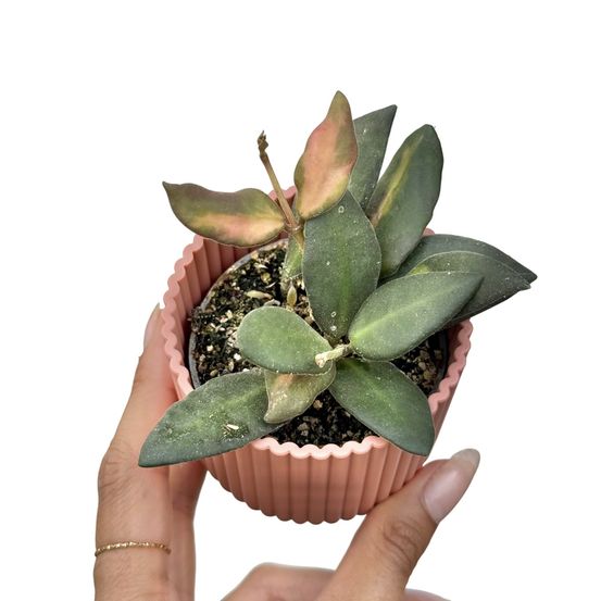 Hoya burtoniae variegata ds70 - pot de 6cm - plantes d'intérieur