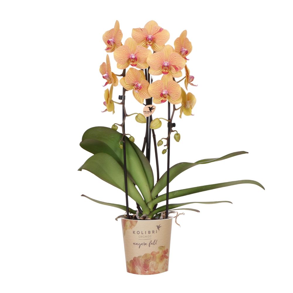 Orchidée phalaenopsis 'sunny bunny' orange (phalaenopsis) - pot de 12cm - plantes d'intérieur