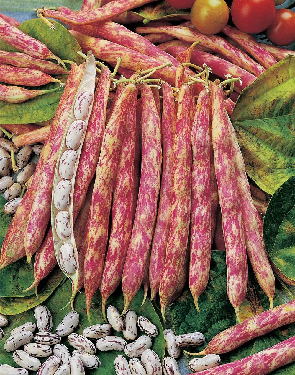 Haricot big borlotto - 150 g