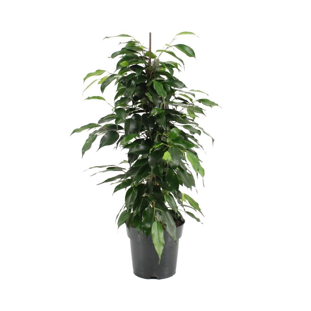 Plante d'intérieur - ficus benjamina danielle 70.0cm