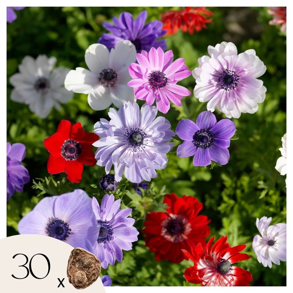 Bulbes d'anémone - set de 30 - anemoon de caen - bulbes à fleurs