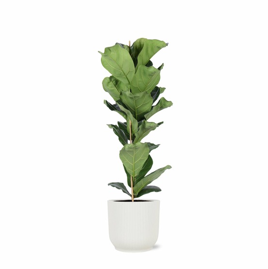 Ficus lyrata et son pot relief blanc - hauteur 90cm