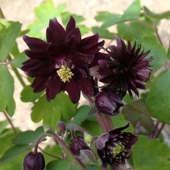 6 x ancolie des jardins - aquilegia vulgaris 'black barlow' - godet 9cm x 9cm