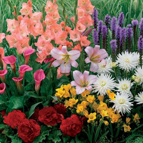 31 bulbes à floraison estivale en mélange - le sachet de 31 bulbes