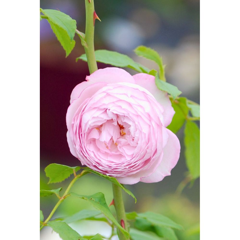 Rosier 'the mill on the floss' ? - en pot de 5 litres