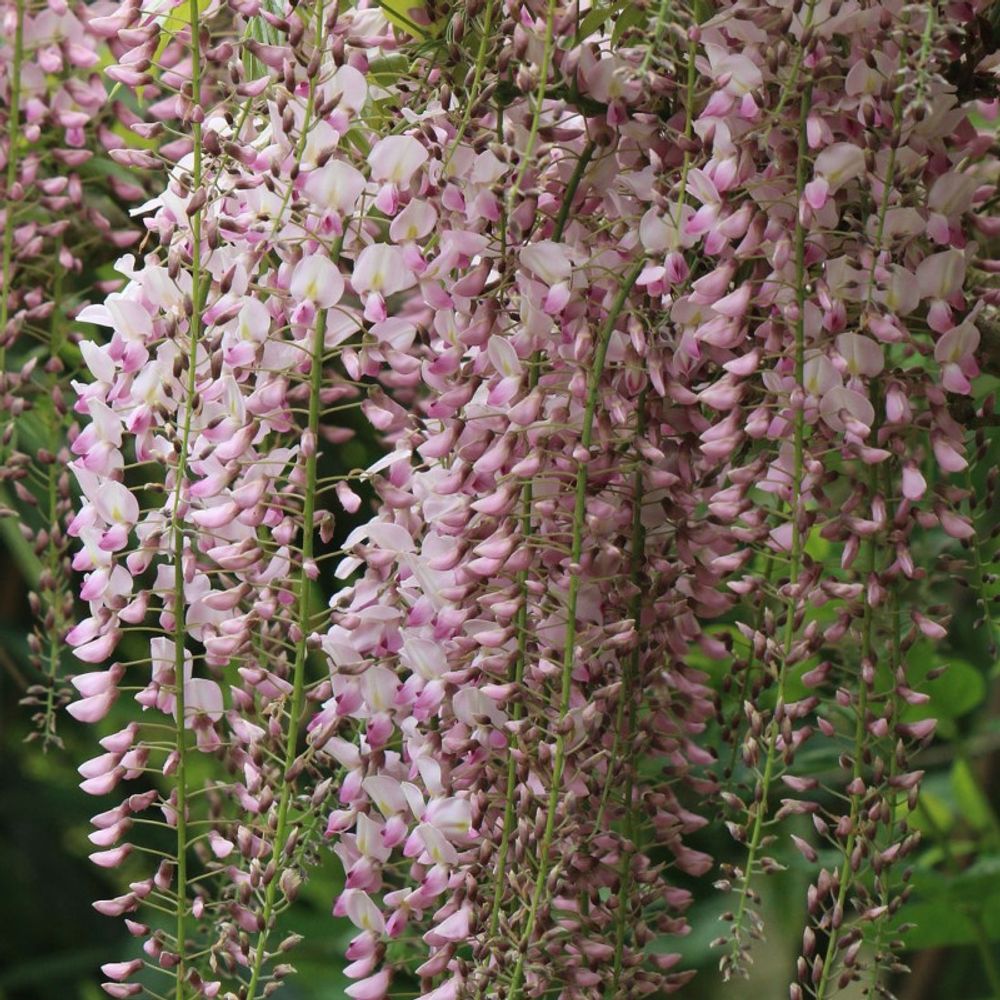 Glycine du japon rosea pot de 1,5l - tuteur bambou 30/60 cm
