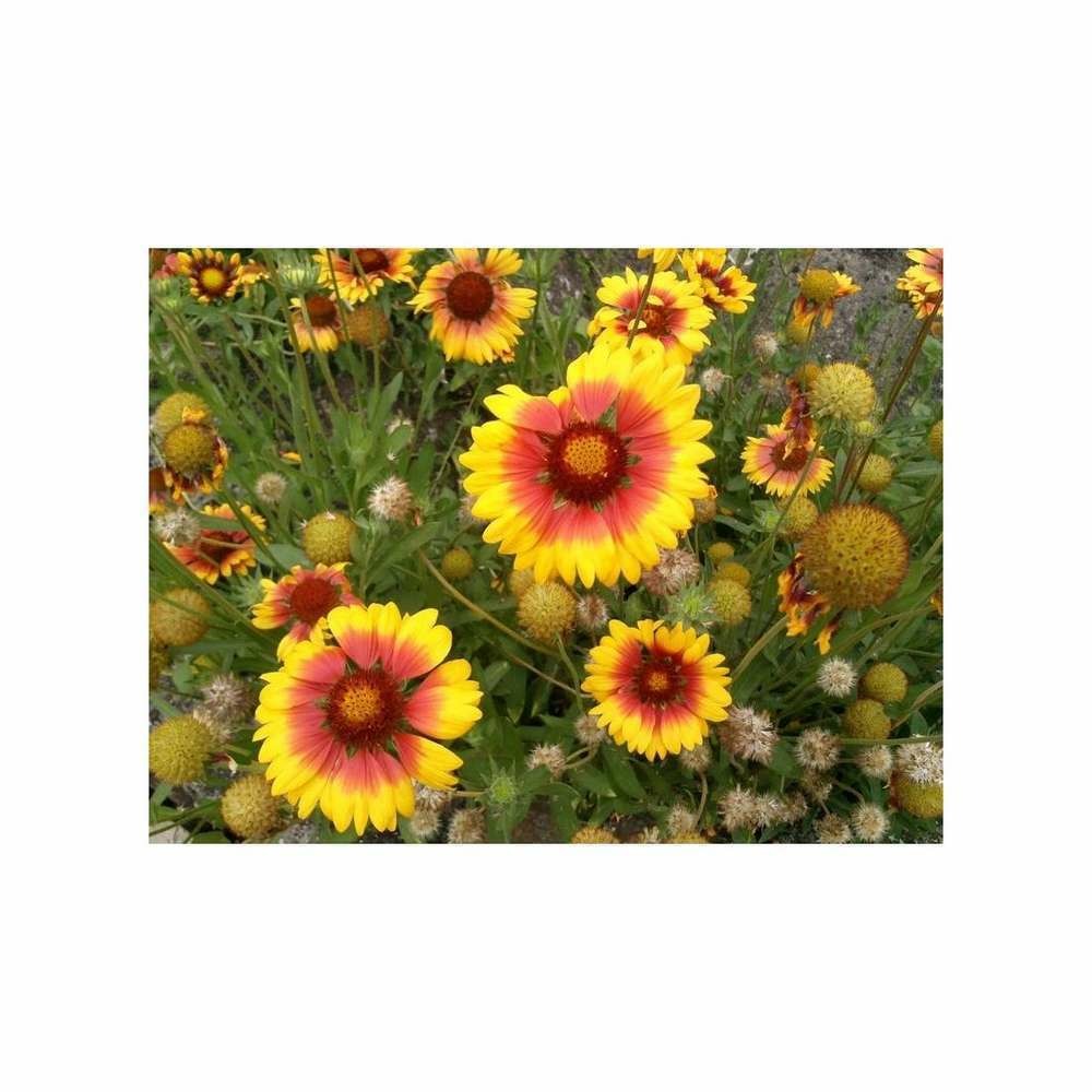 Gaillarde vivace à grande fleur variée