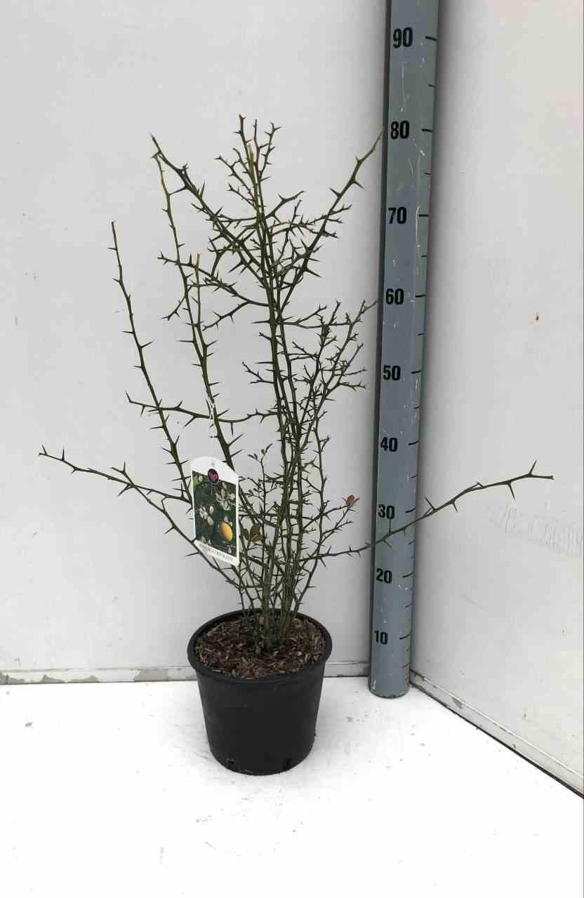 Poncirus trifoliata (citron du nord)   blanc - taille pot de 3 litres - 50/60 cm