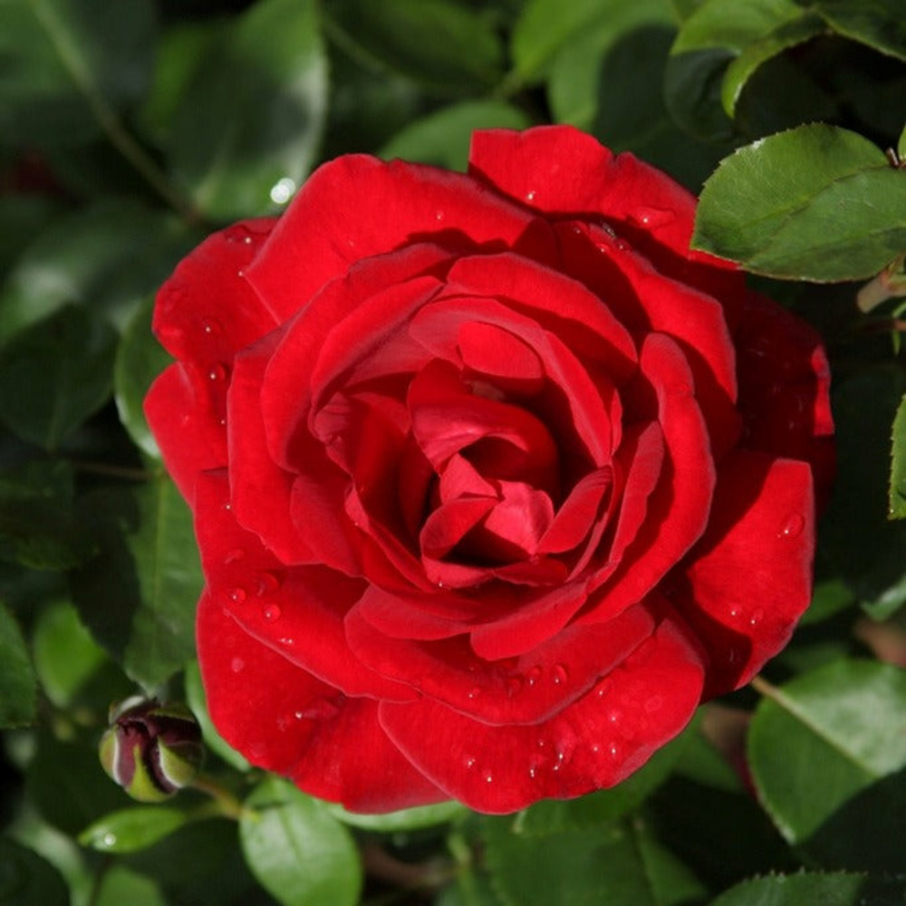 Rosier grimpant santana ® - la pièce en racine nue / 3 branches