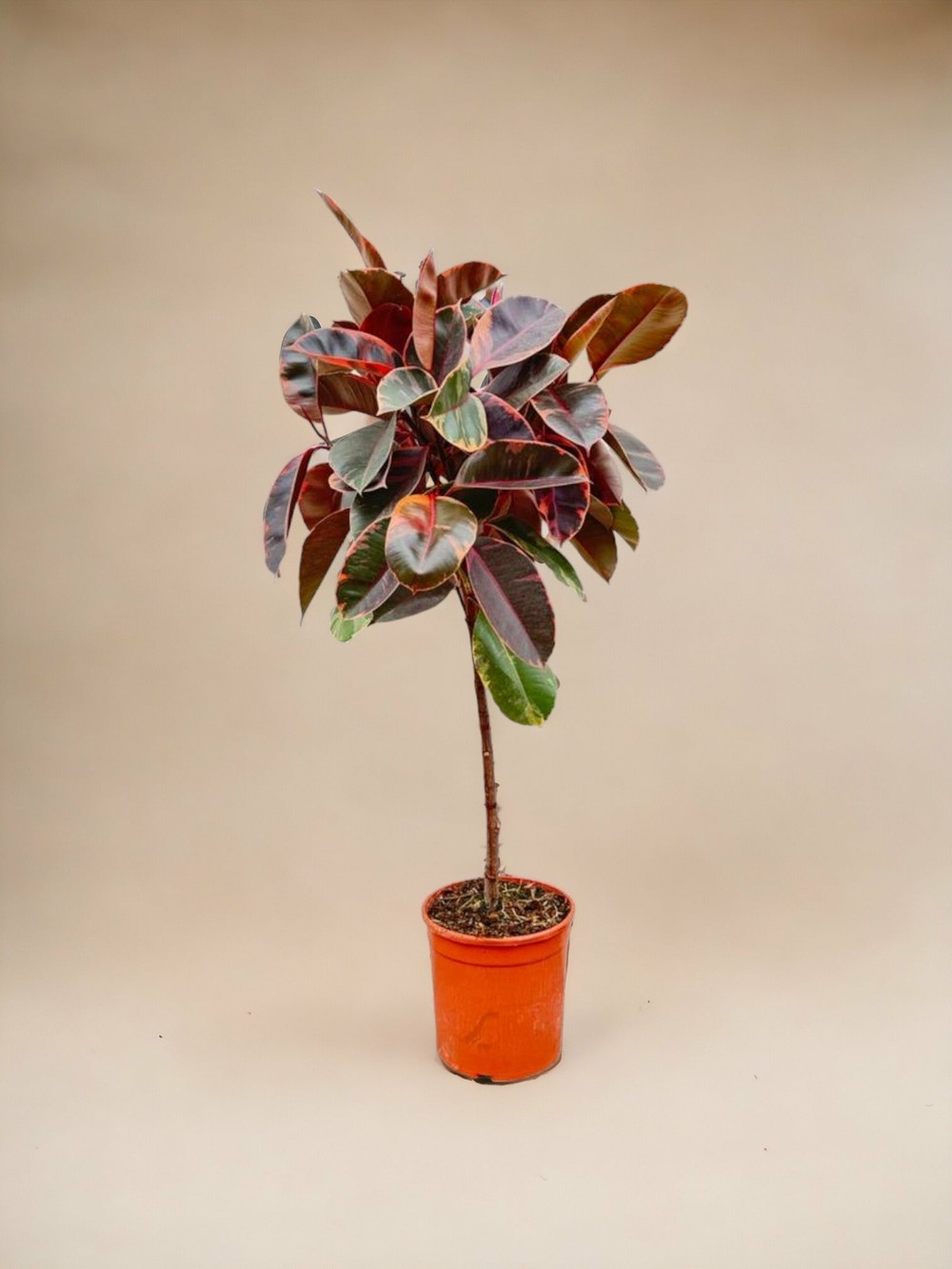 Ficus elastica belize tronc - 130 cm - ø24 130cm - plante d'intérieur