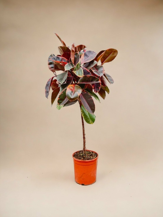 Ficus elastica belize tronc - 130 cm - ø24 130cm - plante d'intérieur