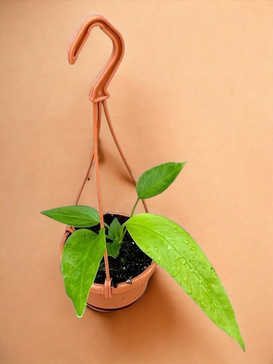 Anthurium vittarifolium