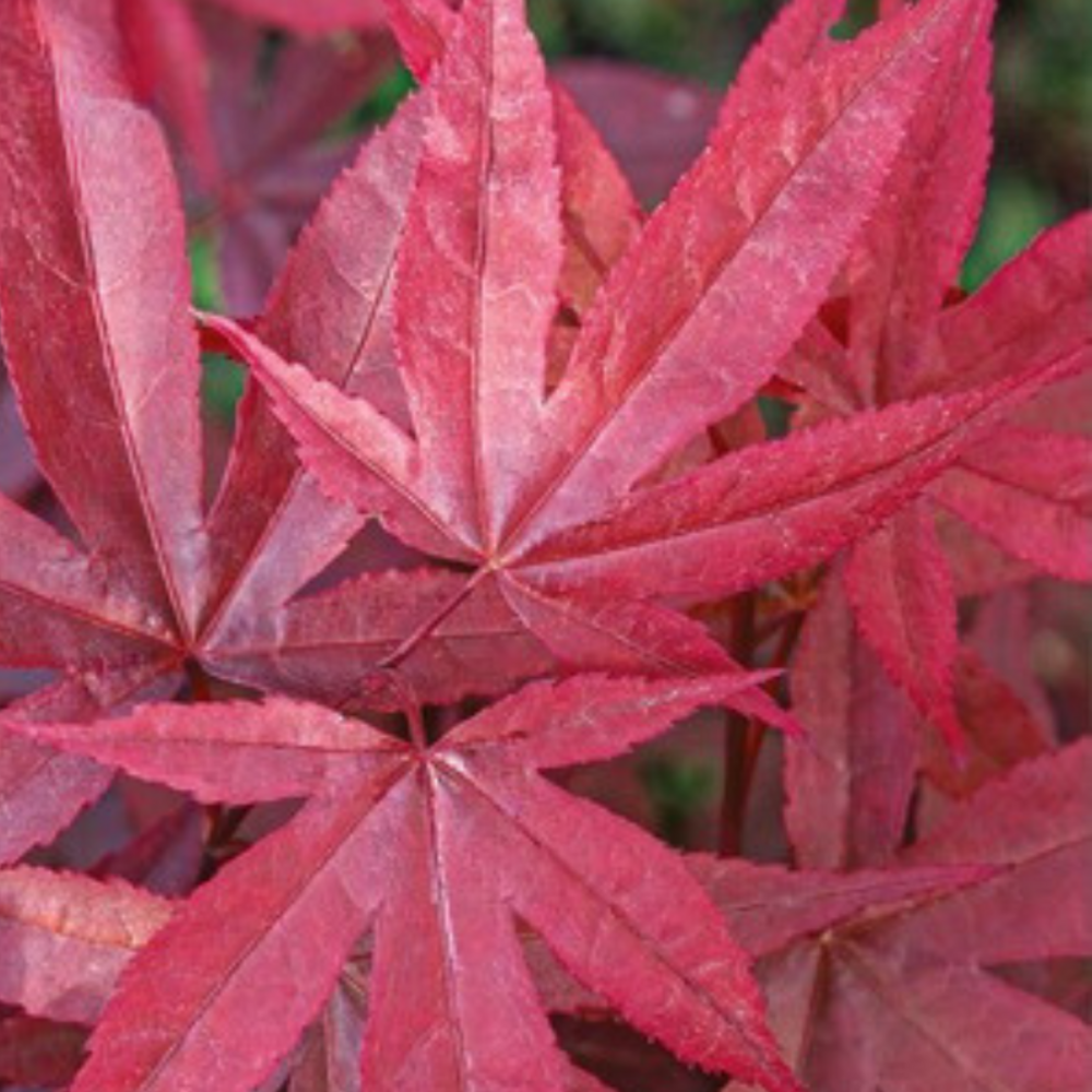 Érable twomblys red sentinel - acer twomblys red sentinel 40cm