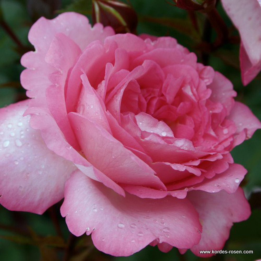 2 x kordes eleganza® rosier - rosa 'eliza'