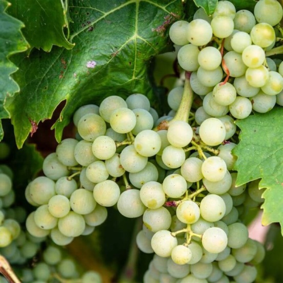 Vigne 'sauvignon blanc' (vitis vinifera 'sauvignon blanc' )
