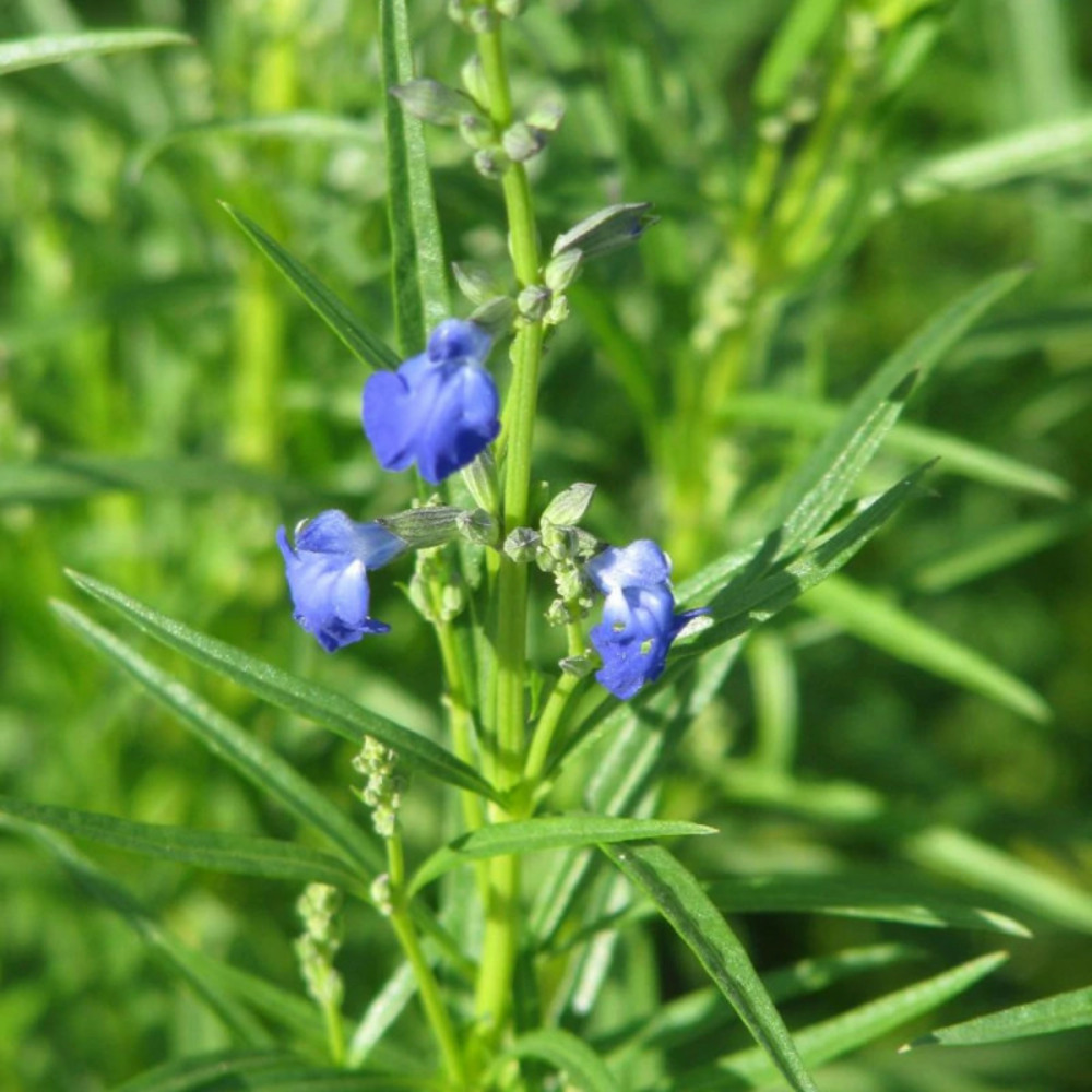 Sauge rampante lot de 9 godets