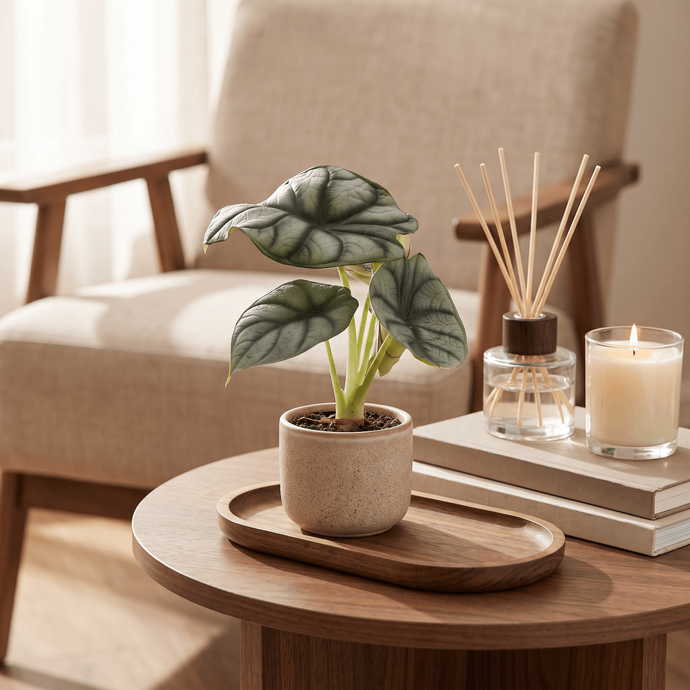 Alocasia silver dragon - alocasia dragon d'argent - pot de 6cm - hauteur 12cm - plantes d'intérieur