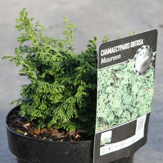 Cyprès hinoki du japon - chamaecyparis obtusa maureen pot de 2l/3l