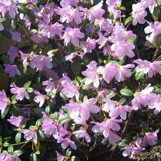 Rhododendron 'praecox' pot de 2l/3l