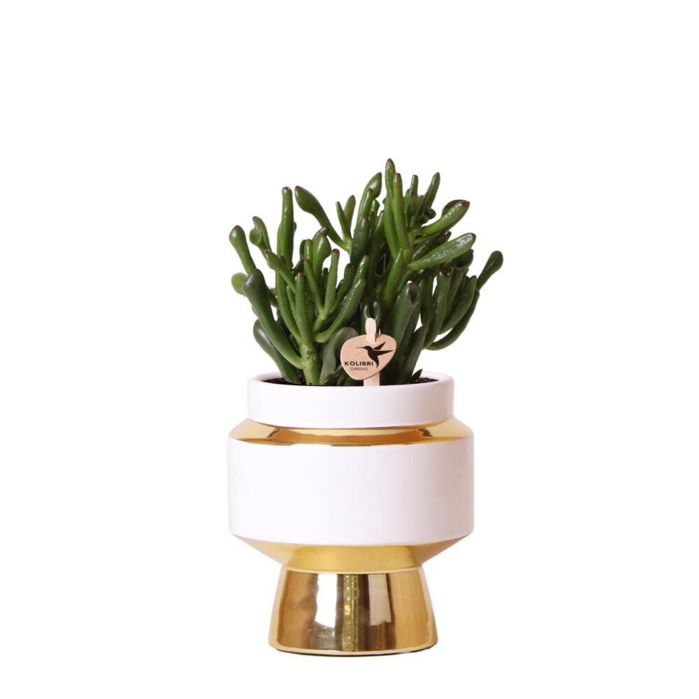 Kolibri greens - plante verte - succulente crassula hobbit en pot le chic doré - taille du pot 9cm - plante d'intérieur verte