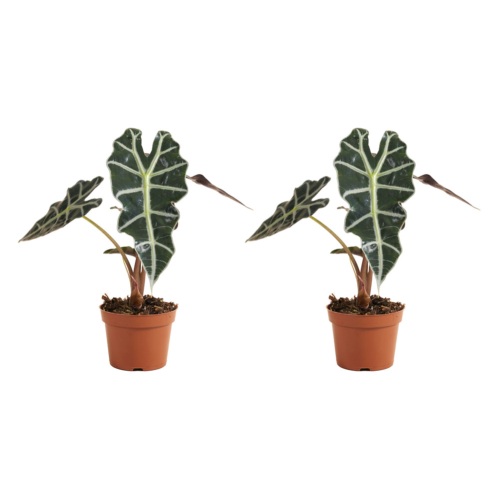 Lot de 2 alocasia ‘polly’ - plante squelette - 30-40 cm - pot 12 cm