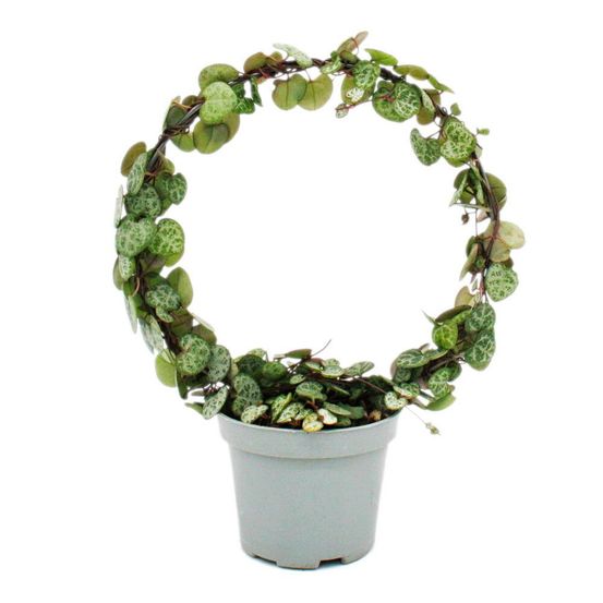 Fleur de chandelier en arc de cercle - ceropegia woodii - string of hearts - pot 9cm