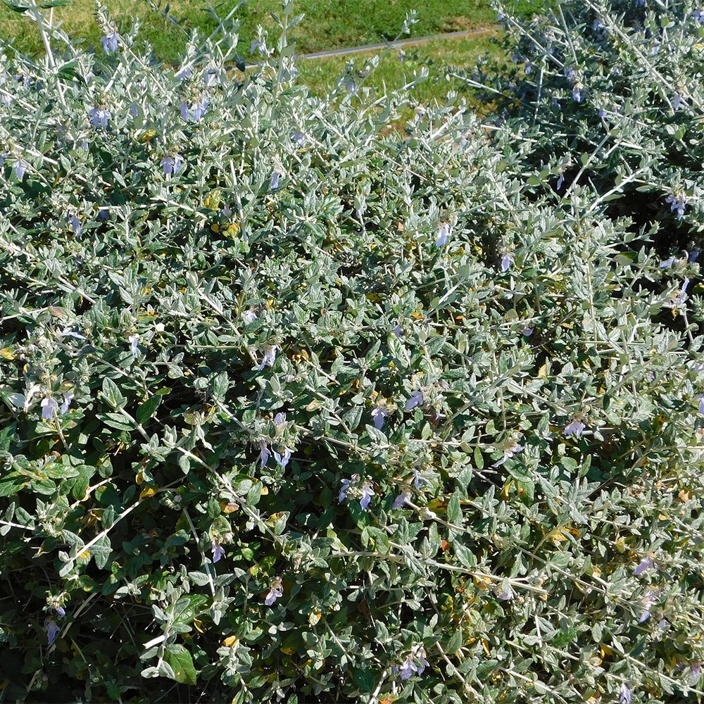 Germandrée arbustive - teucrium fruticans pot de 2l/3l