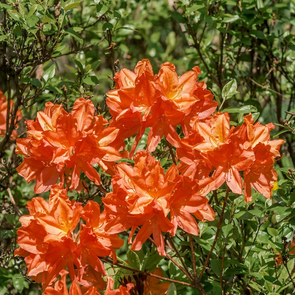 Azalée de chine glowing embers - le pot / 1.5l / hauteur livrée 20-25cm, vendu par lot de 2