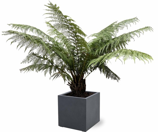 Fougère arborescente (dicksonia antarctica) 'dicksonia antarctica'