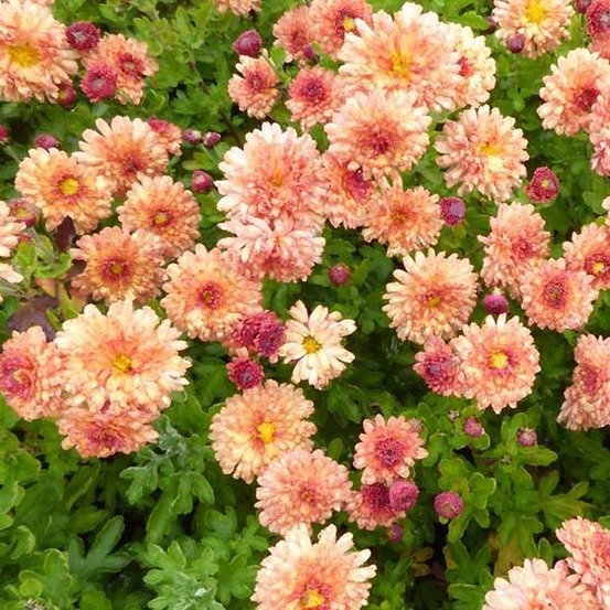 Chrysanthème des jardins 'herbstbrokat' godet de 8/9 cm